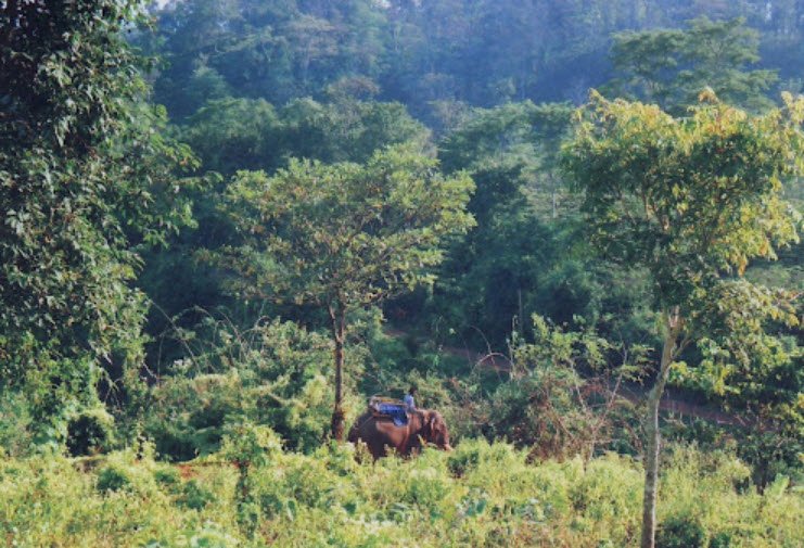 Amchang Wildlife Sanctuary, Kamrup Metropolitan, Assam - Vushii.com Amchang Wildlife Sanctuary, Kamrup Metropolitan, Assam - Vushii.com